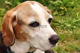 狗,寵物,動(dòng)物