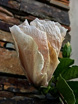 芙蓉,粉紅色的花瓣,花