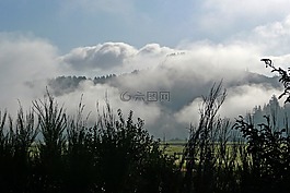 云,植物,天空