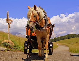 馬,車篷,路