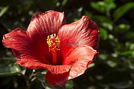 花,性質(zhì),植物