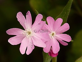 红坎皮恩,坎皮恩,花