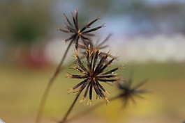 花,種子,自然