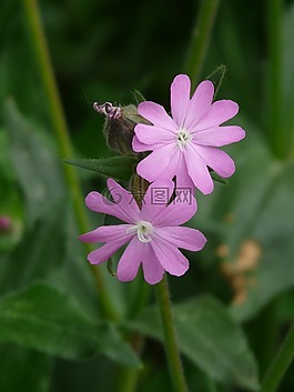 红坎皮恩,坎皮恩,花