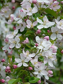 蘋果花,蘋果樹,白
