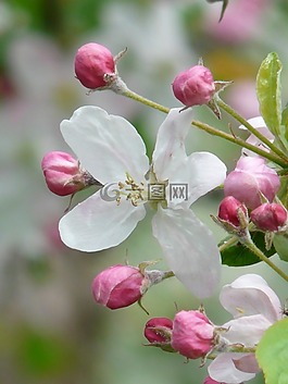 蘋果花,芽,開花