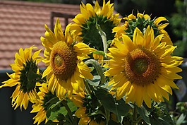 花,植物區(qū)系,自然