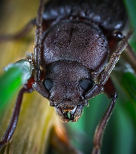 昆蟲,bespozvonochnoe,甲蟲