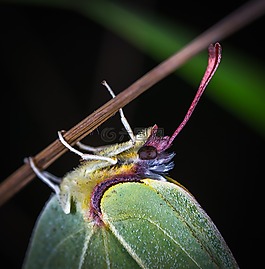昆蟲,bespozvonochnoe,性質(zhì)