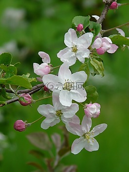 蘋果花,芽,鮮花