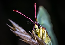 性質(zhì),沒有一個(gè)人,昆蟲