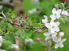 蘋果花,芽,開花