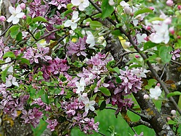 蘋(píng)果花,blütenmeer,開(kāi)花