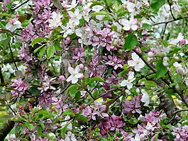 蘋(píng)果花,blütenmeer,開(kāi)花