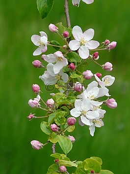 蘋果花,蘋果花科,芽
