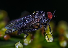 昆蟲,性質(zhì),bespozvonochnoe