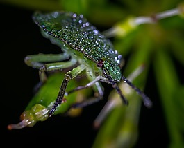 bespozvonochnoe,昆蟲,沒有一個人