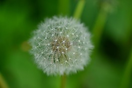 蒲公英,背景,性質