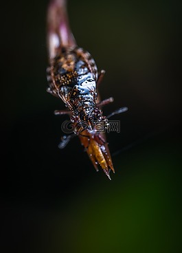 昆蟲,bespozvonochnoe,沒有一個人