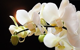 蘭花,鮮花,花