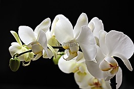 蘭花,鮮花,花