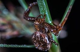 bespozvonochnoe,没有一个人,生活的本质