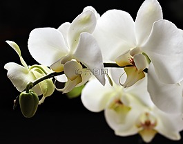 蘭花,鮮花,花