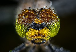 性質(zhì),昆蟲,蜻蜓