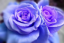 玫瑰,花,藍(lán)色