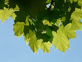 楓葉,葉子,樹