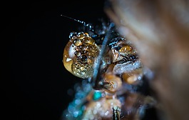 昆蟲,bespozvonochnoe,性質(zhì)