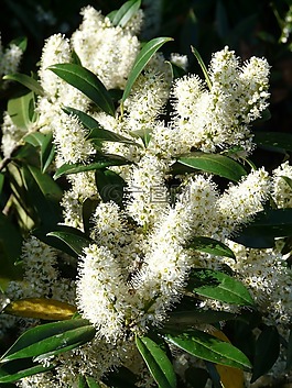 杏 laurocerasus,布什,開花