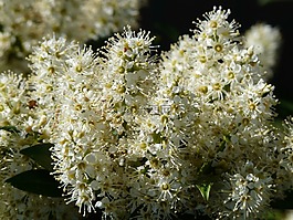 杏 laurocerasus,布什,開花