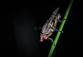 昆蟲,飛,動物