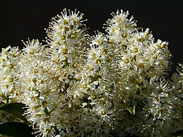 杏 laurocerasus,布什,開花
