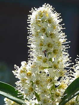 杏 laurocerasus,布什,開花