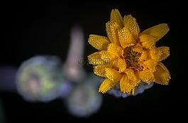 花卉,性質(zhì),沒有一個人
