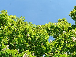 普通 rosskastanie,葉子,葉面肥