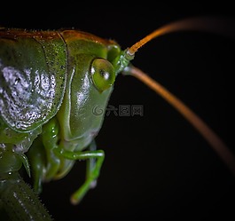 昆蟲,bespozvonochnoe,小胡子
