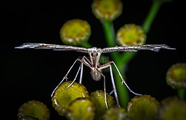 性質(zhì),昆蟲,bespozvonochnoe