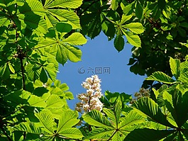 普通 rosskastanie,板栗,鮮花