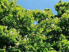普通 rosskastanie,葉子,板栗
