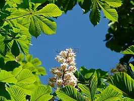 普通 rosskastanie,板栗,鮮花