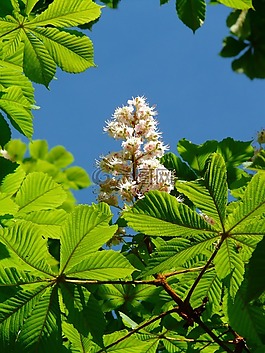 普通 rosskastanie,板栗,鮮花