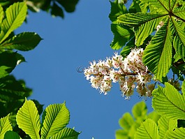 普通 rosskastanie,板栗,鮮花