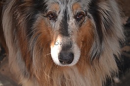 狗,大,牧羊犬