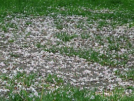 普通 rosskastanie,鮮花,草