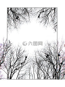 分支,樹,景觀