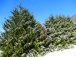 冬天,雪,寒冬