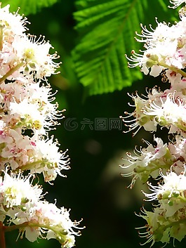 普通 rosskastanie,板栗,鮮花